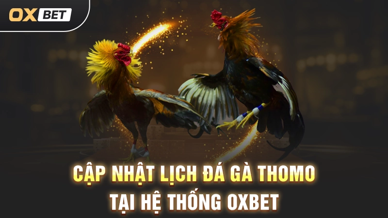 Cập nhật lịch đá gà Thomo tại hệ thống OXBET